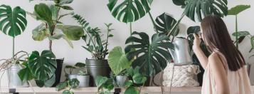 planten water geven