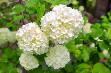 Culture de l hortensia