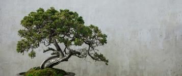 Bonsai verzorgen
