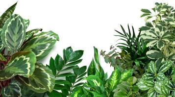 Houseplants after Christmas | Miracle-Gro - David Domoney