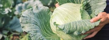 kolen in de moestuin