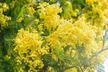 Les fleurs jaunes du jardin