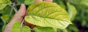 ijzertekort planten