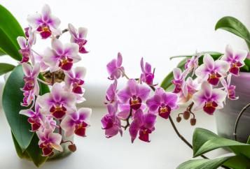 Orchidée