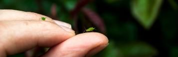 Insekty w ogrodzie – po jakie produkty warto sięgnąć, by je zwalczyć?