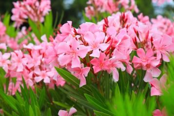 Les plantes méditerranéennes pour votre jardin