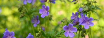 natuurlijke tuin