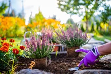 Autumn gardening with Miracle-Gro