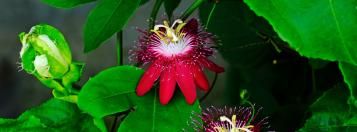 passiflora rouge