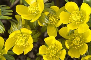 Winter bulbs | David Domoney | Miracle-Gro