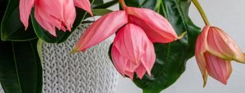 medinilla