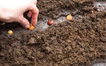 Summer bulbs | David Domoney | Miracle-Gro