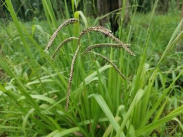 Green paspalum growing amongst grass.