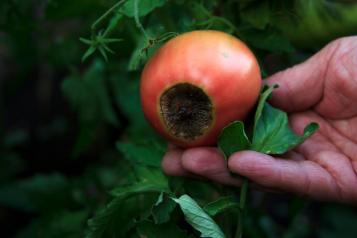 Maladie du cul de la tomate