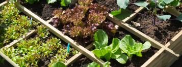 vierkantemeter moestuin