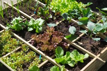 potager 