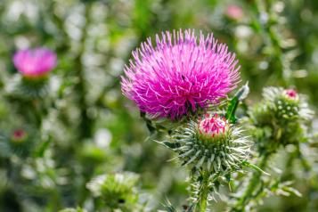 Scotch thistle plant with pink flower head. 