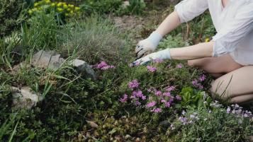 A kneeling woman weeding a flower bed