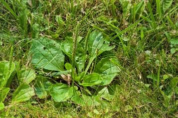 Broadleaf plantain plant growing in the lawn. 