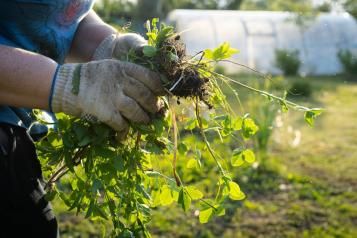 How to identify and remove thuggish perennial weeds