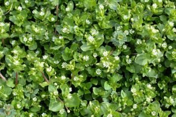 Chickweed plant with white flowers growing in the lawn. 