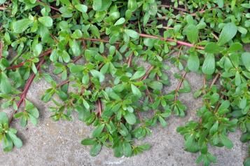Purslane weed growing over pavement. 