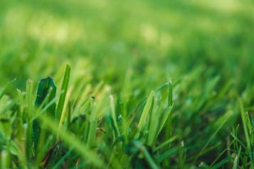 Complete guide to lawn feeding