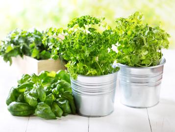 plantes aromatiques