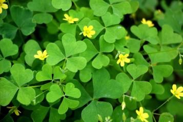 Oxalis plant with yellow flowers.