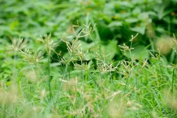 Nutgrass plant growing in an open field.