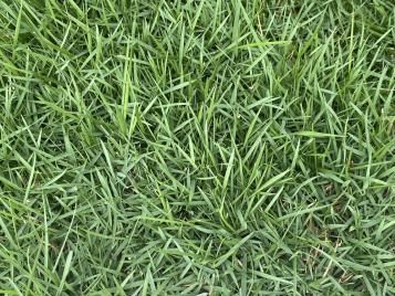 Green couch grass growing in a yard.&nbsp;