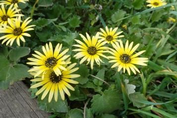 Capeweed plants with yellow, daisy-like blossoms and green leaves.