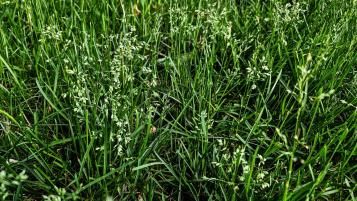 Overgrown winter grass patch with budding white seed heads.  