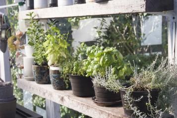 Grow at home | David Domoney | Miracle Gro