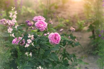Les maladies et parasites du rosier