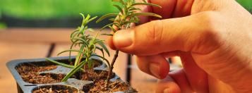 planten stekken