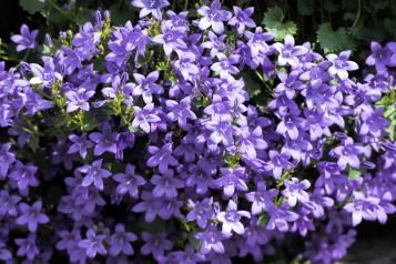 Les plantes violettes à cultiver au jardin