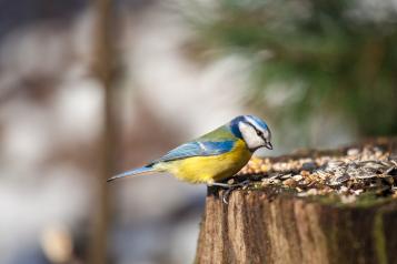 Attirer les oiseaux dans mon jardin