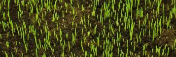  Najlepsze podłoże pod trawnik