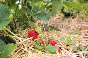 Le paillage au jardin