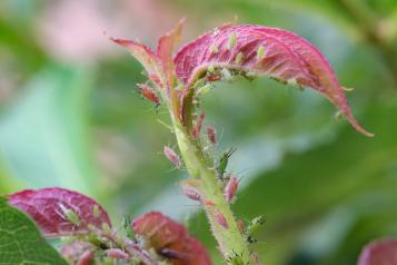 Les pucerons des rosiers
