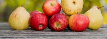 carpocapse pommes poires