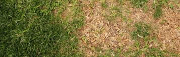 kale plekken in gazon herstellen met Substral Patch Magic