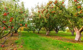 Maladies des arbres fruitiers