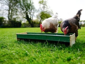 Poule