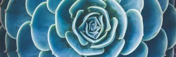 Succulent close up