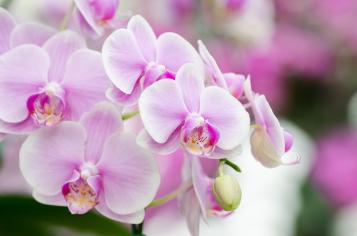 Orchidée