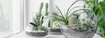 plant in glas