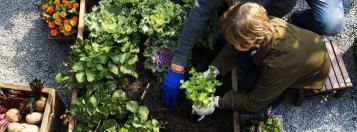 moestuin starten