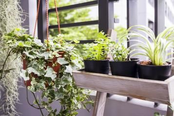Balcony plants